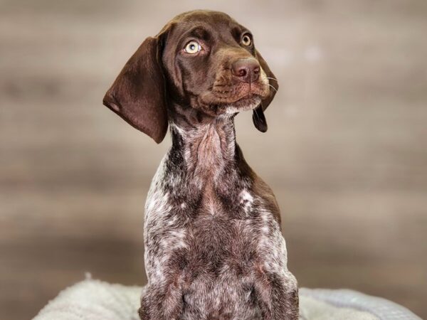 German Shorthair Pointer Dog Male Br, ptchd&tkd 18366 Petland Iowa City, Iowa