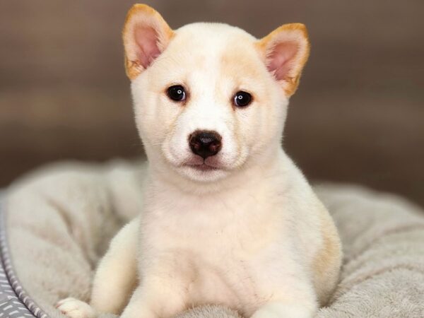 Shiba Inu-Dog-Male-Cream-18368-Petland Iowa City, Iowa