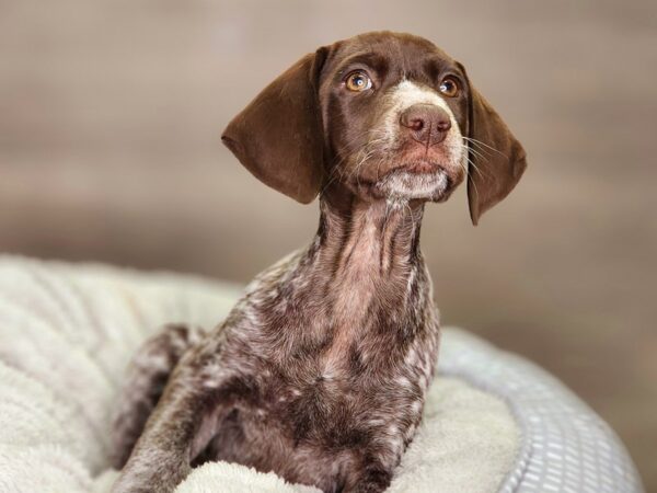 German Shorthair Pointer-Dog-Female-Br, ptchd&tkd-18367-Petland Iowa City, Iowa