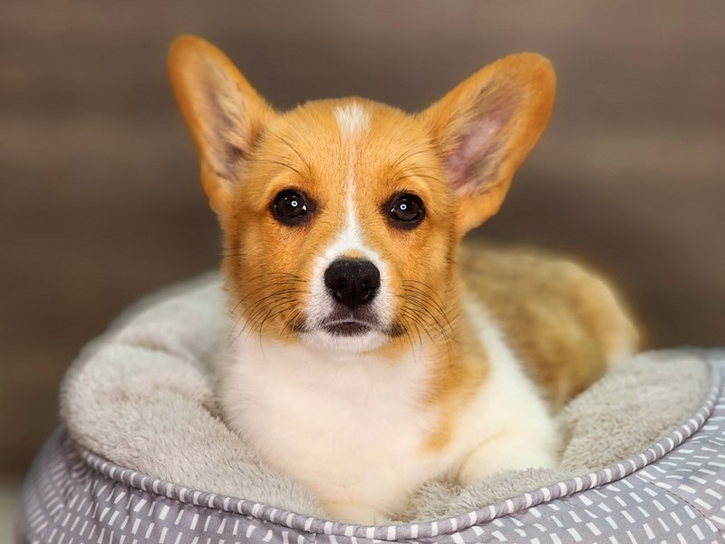 Pembroke Welsh Corgi Dog Male Rd Wht 18381