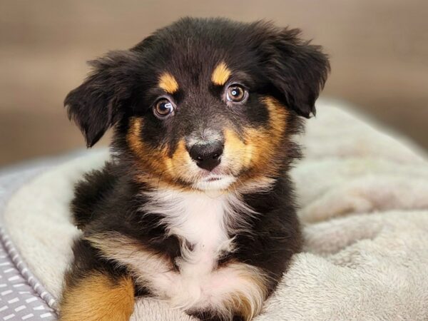 Australian Shepherd Dog Female Tri-Colored 18373 Petland Iowa City, Iowa