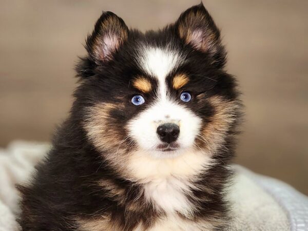 Pomsky Dog Male Black / White 18375 Petland Iowa City, Iowa