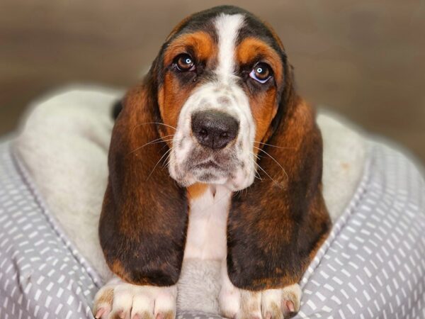 Basset Hound Dog Female Tri-Colored 18389 Petland Iowa City, Iowa