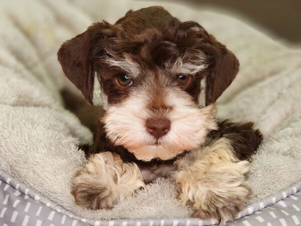 Miniature Schnauzer-Dog-Male-Chocolate and Tan-18392-Petland Iowa City, Iowa