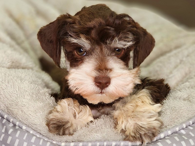 Miniature Schnauzer Dog Male Chocolate and Tan 18392