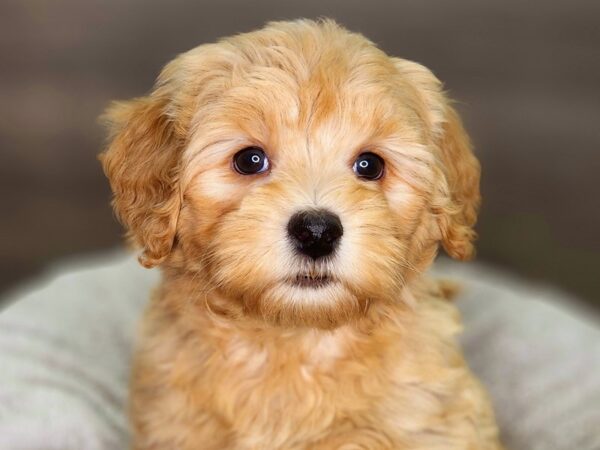 Goldendoodle Mini Dog Female Gldn 18388 Petland Iowa City, Iowa