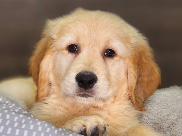 Golden Retriever Dog Male Golden 18386 Petland Iowa City, Iowa