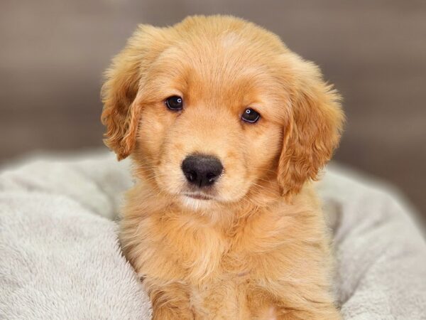 Golden Retriever Dog Male gldn 18395 Petland Iowa City, Iowa