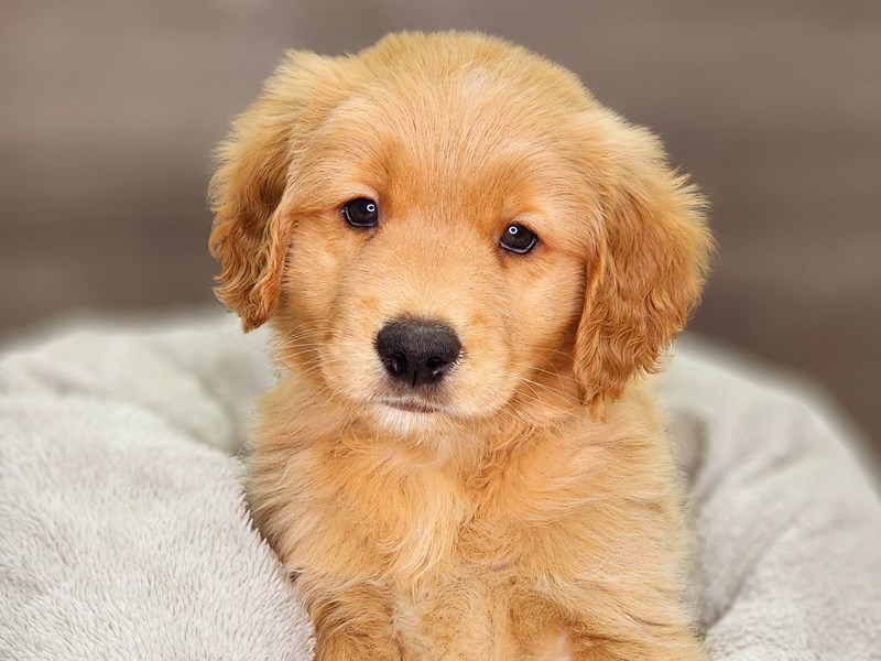 Golden Retriever Dog Male gldn 18395