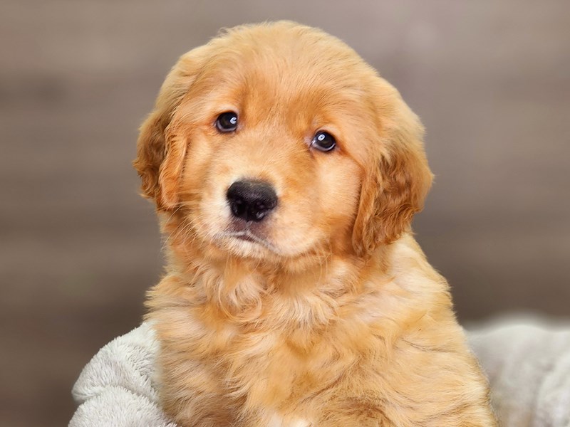 Golden Retriever Dog Male Gldn 18394