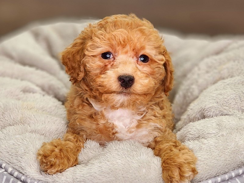 Poodle Dog Female Red 18403