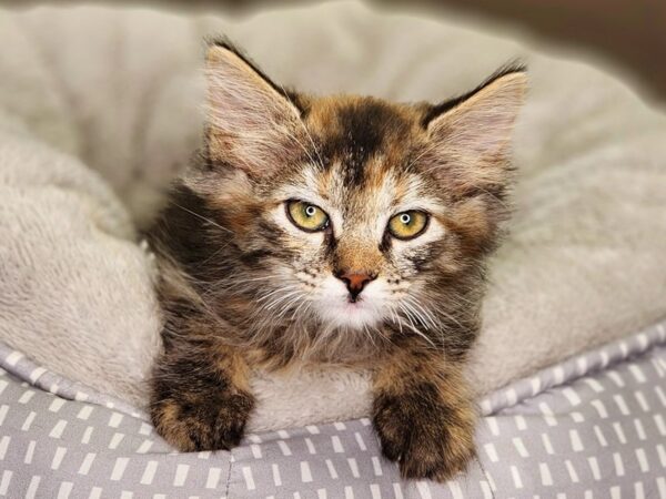 Domestic Long Hair Cat Female 18398 Petland Iowa City, Iowa