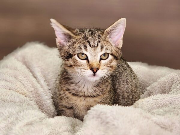 Domestic Short Hair-Cat-Male--18400-Petland Iowa City, Iowa