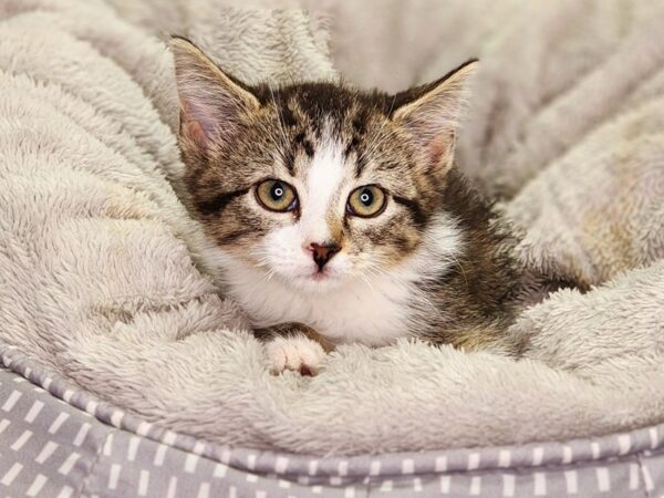 Domestic Short Hair-Cat-Female--18399-Petland Iowa City, Iowa