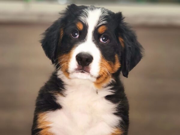 Bernese Mountain Dog-Dog-Male-Black Tan / White-18411-Petland Iowa City, Iowa