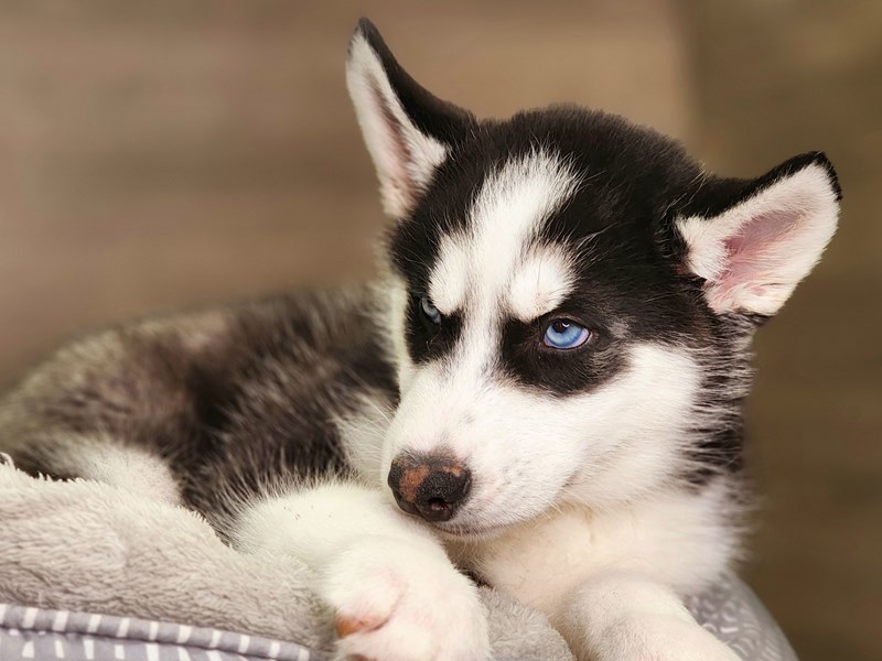 Siberian Husky Small Animal Black / White ID:18415 Located at