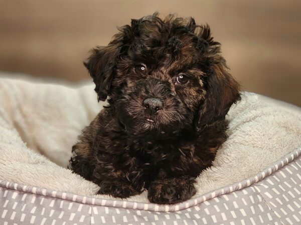 Poodle Dog Male Black 18414 Petland Iowa City, Iowa