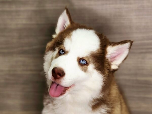 Siberian Husky Dog Male Red / White 18406 Petland Iowa City, Iowa