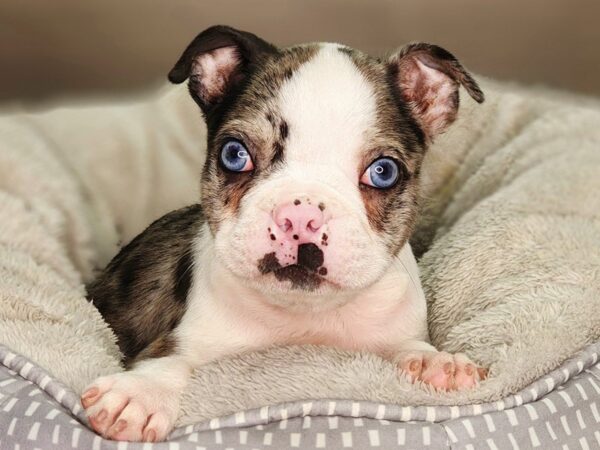 Boston Terrier Dog Male Blue Merle 18413 Petland Iowa City, Iowa