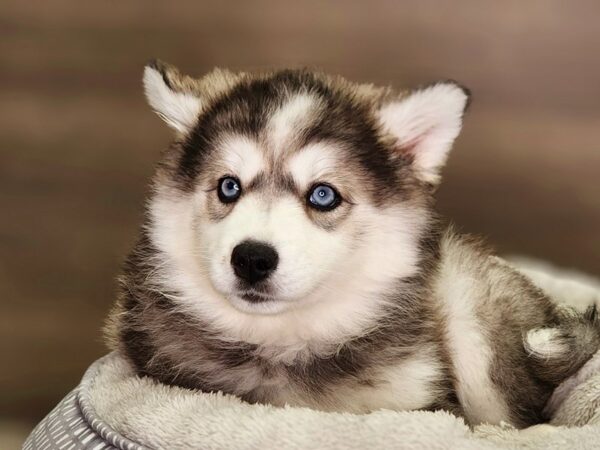 Huskimo Dog Female Black / White 18418 Petland Iowa City, Iowa