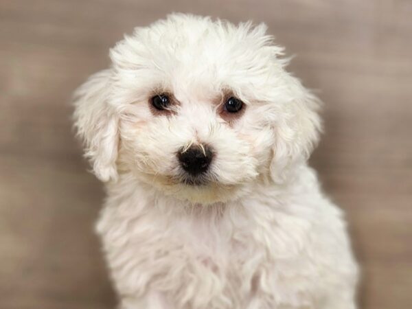 Bichon Frise Dog Male White 18412 Petland Iowa City, Iowa