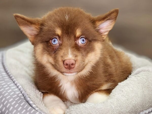 Pomsky 2nd Gen Dog Female Brown / White 18420 Petland Iowa City, Iowa