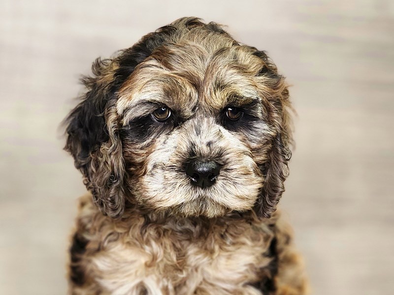 Cock A Poo Dog Male Sable Merle 18419