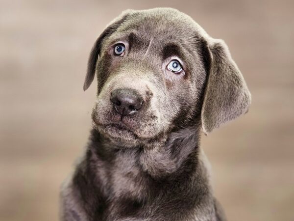 Labrador Retriever Dog Male Charcoal 18417 Petland Iowa City, Iowa