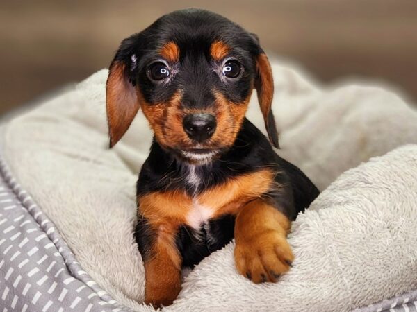 Dachshund/Yorkie Dog Male Black / Tan 18421 Petland Iowa City, Iowa