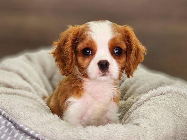 Cavalier King Charles Spaniel Dog Female Blenheim / White 18416 Petland Iowa City, Iowa