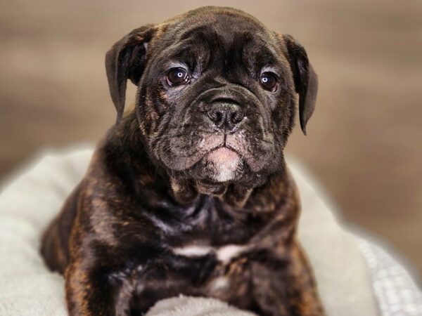 Victorian Bulldog Dog Female Black / Brindle 18423 Petland Iowa City, Iowa