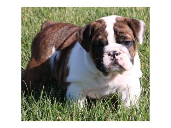 Victorian Bulldog Dog Female Brindle / White 18438 Petland Iowa City, Iowa