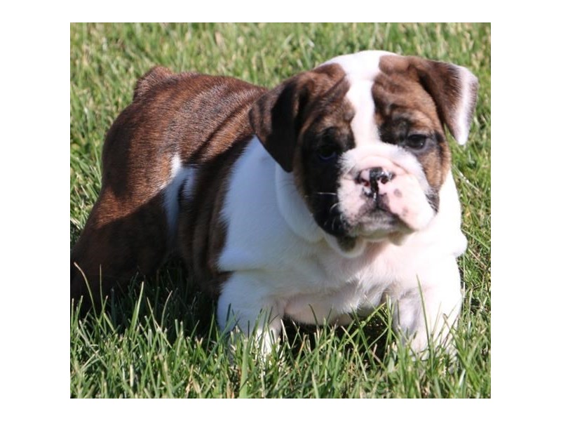 Victorian Bulldog Dog Female Brindle / White 18438