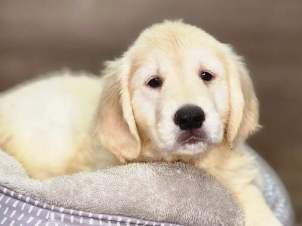 Golden Retriever Dog Female Golden 18432 Petland Iowa City, Iowa