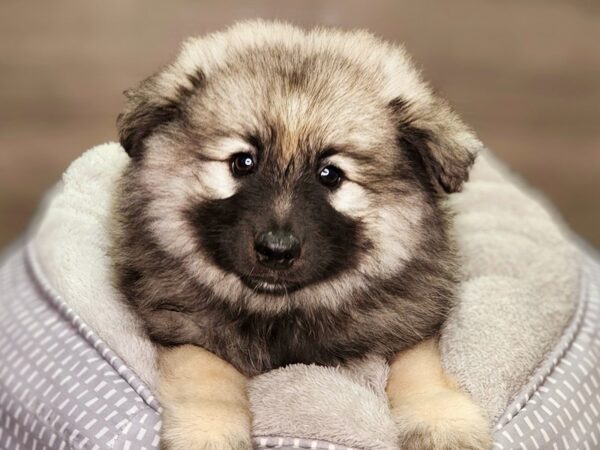 Keeshond-Dog-Female-Black / Silver-18433-Petland Iowa City, Iowa