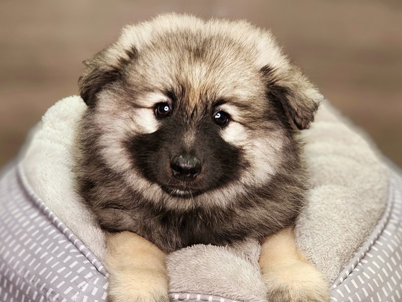 Keeshond Dog Female Black / Silver 18433