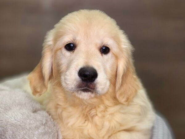 Golden Retriever Dog Female Golden 18431 Petland Iowa City, Iowa