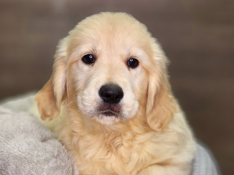 Golden Retriever Dog Female Golden 18431
