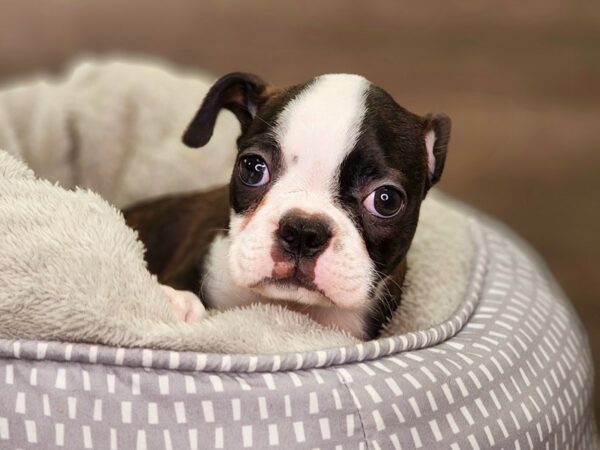 Boston Terrier Dog Female Black / White 18436 Petland Iowa City, Iowa