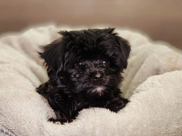 Morkie Dog Male Blk 18440 Petland Iowa City, Iowa