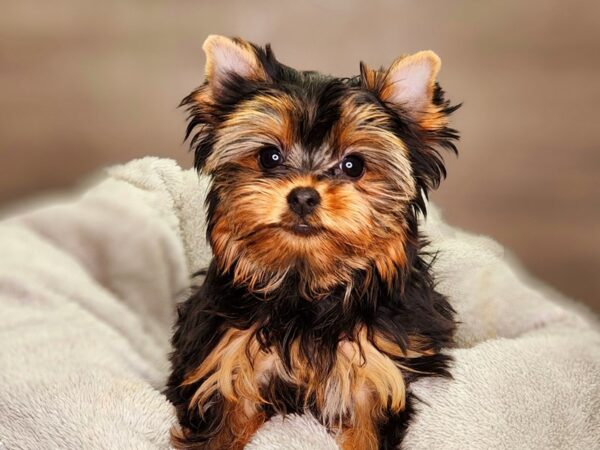 Yorkshire Terrier Dog Female Blk & Gld 18439 Petland Iowa City, Iowa