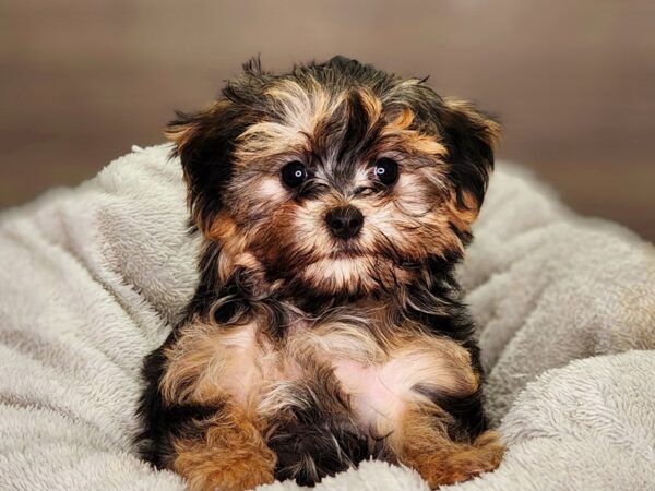 Morkie Dog Male Blk 18441 Petland Iowa City, Iowa