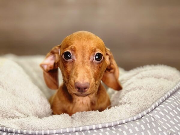 Dachshund Dog Male red 18428 Petland Iowa City, Iowa