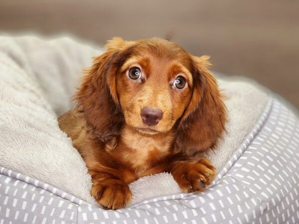 Dachshund Dog Female red 18429 Petland Iowa City, Iowa