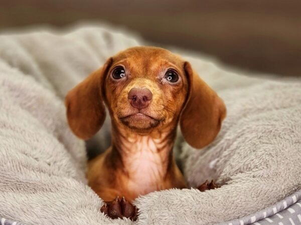 Dachshund Dog Female red 18427 Petland Iowa City, Iowa