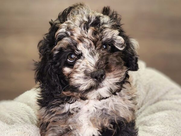 Cockapoo 2nd gen Dog Female Blue Merle 18443 Petland Iowa City, Iowa