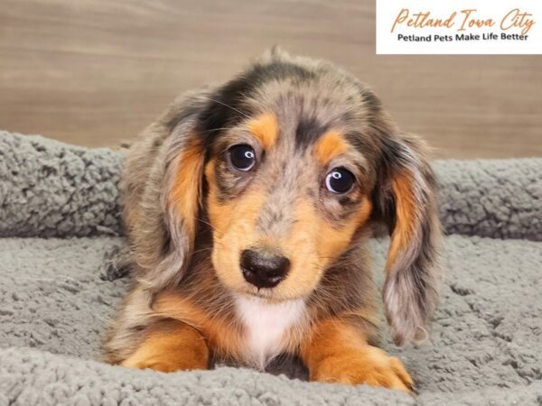 Dachshund Dog Female Blue Dapple 18442 Petland Iowa City, Iowa