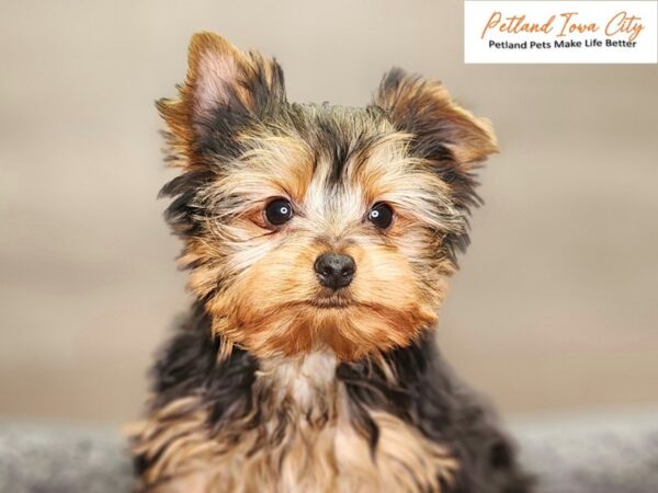 Yorkshire Terrier Dog Female Blk & Gld 18450 Petland Iowa City, Iowa