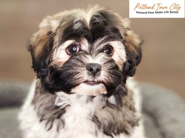 Havanese Dog Female blk wht sbl 18452 Petland Iowa City, Iowa