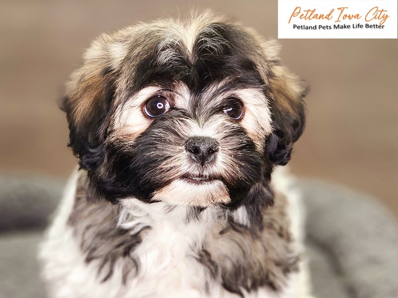 Havanese Dog Female blk wht sbl 18452
